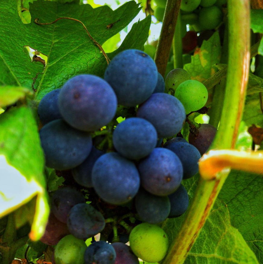 José Michel Grand vintage 2014