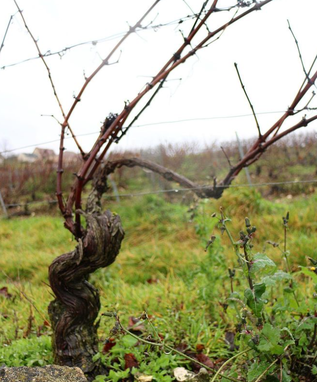 A. Bergère Blanc champagne production