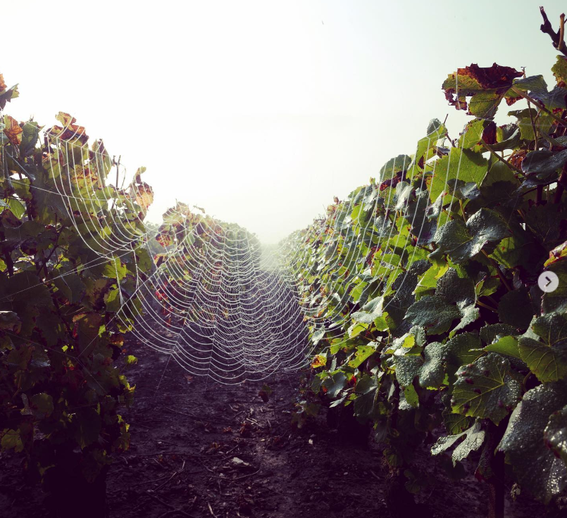 Roland Champion Champagne production - Champagne field with webcob